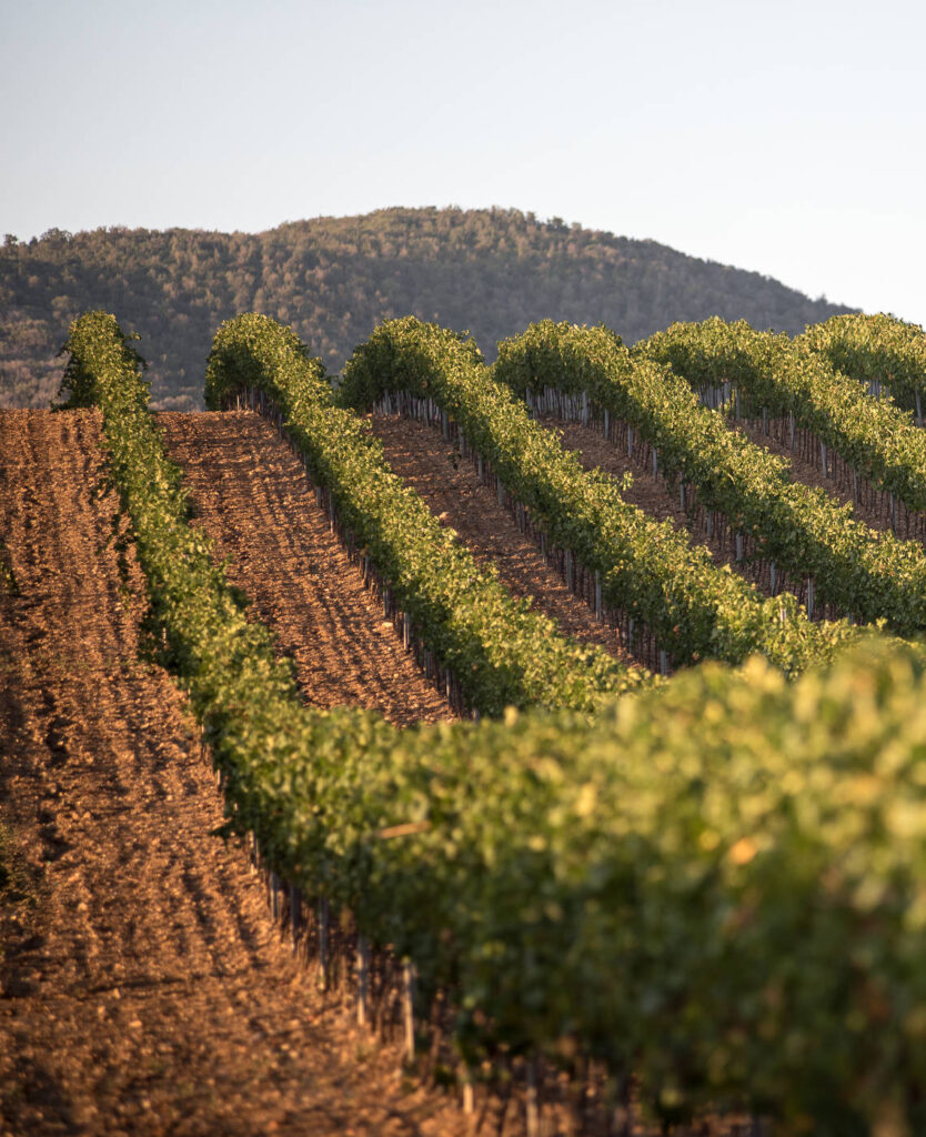 Azienda Vinicola Bruni